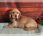 Small Photo #2 Cocker Spaniel Puppy For Sale in PENNS CREEK, PA, USA