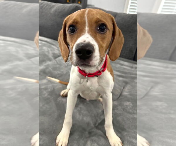 Medium Photo #9 Beagle Puppy For Sale in Dunnellon, FL, USA