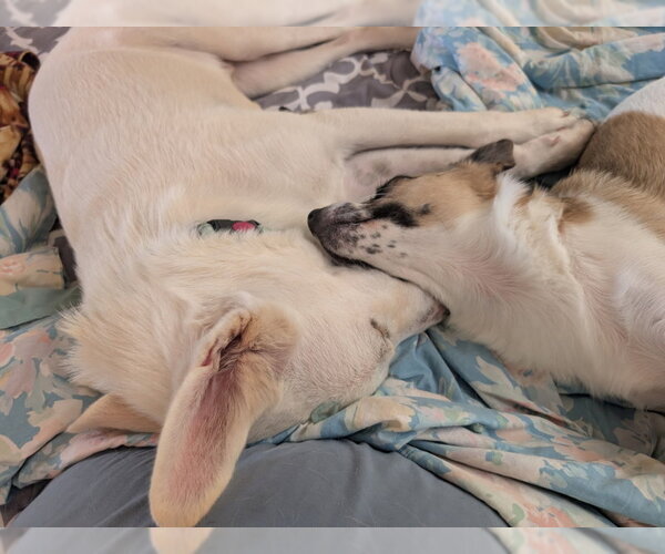 Medium Photo #5 Mutt Puppy For Sale in PIPE CREEK, TX, USA