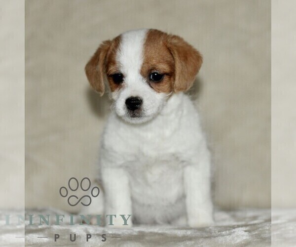 Medium Photo #3 Jack Russell Terrier-ShihPoo Mix Puppy For Sale in GORDONVILLE, PA, USA