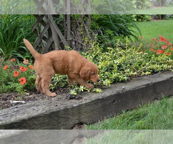Medium Photo #21 Golden Retriever Puppy For Sale in GREENWOOD, WI, USA