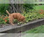 Small #3 Golden Retriever
