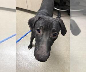 Labrador Retriever-Unknown Mix Dogs for adoption in Las Vegas, NV, USA