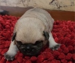 Small Photo #12 Pug Puppy For Sale in ZEBULON, NC, USA