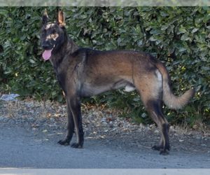 Mutt Dogs for adoption in Imlay City, MI, USA