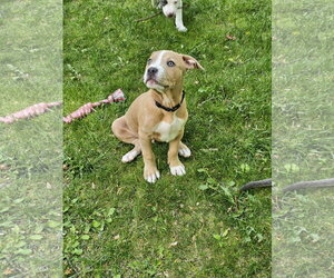 Mutt Dogs for adoption in Rockaway, NJ, USA
