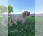 Small Photo #3 Australian Labradoodle Puppy For Sale in WACO, TX, USA