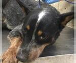 BOOMER - Male Texas Heeler Dog for Adoption - Small photo