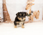 Puppy 8 Poodle (Toy)-Yorkshire Terrier Mix
