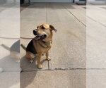 Small #12 German Shepherd Dog Mix
