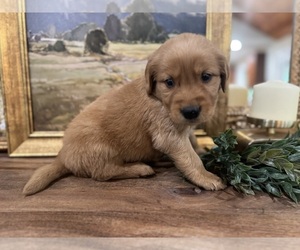 Golden Retriever Puppy for sale in FORDLAND, MO, USA