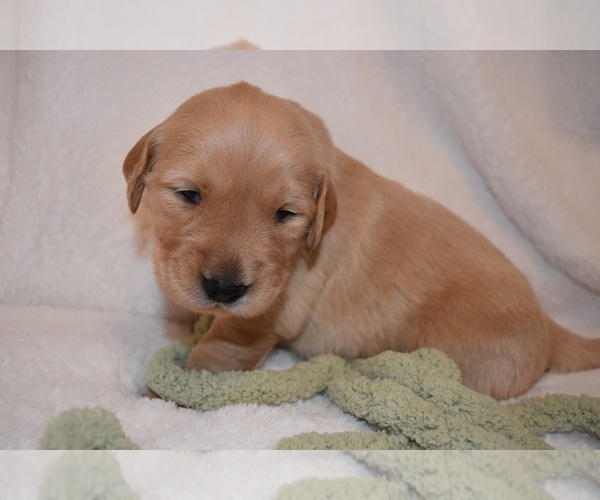 Medium Photo #18 Golden Retriever Puppy For Sale in RICHMOND, TX, USA
