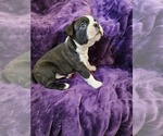 Puppy Zeus Boston Terrier