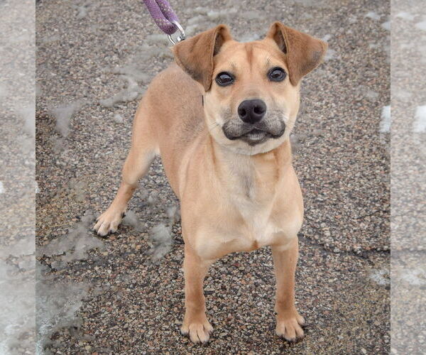 Medium Photo #4 Mutt Puppy For Sale in Huntley, IL, USA