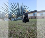 Puppy 5 French Bulldog