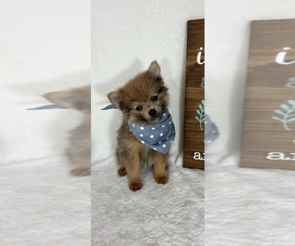 Medium Photo #4 Pomeranian Puppy For Sale in GREENFIELD, IN, USA
