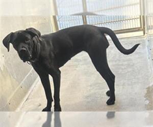 Great Dane Dogs for adoption in Camarillo, CA, USA
