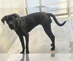 Small Great Dane