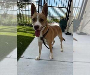- Mix Dogs for adoption in Baytown, TX, USA