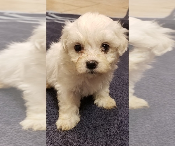 Medium Photo #1 Zuchon Puppy For Sale in SHAWNEE, KS, USA