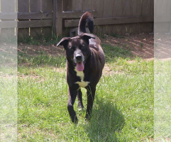 Medium Photo #4 Labrador Retriever-Unknown Mix Puppy For Sale in Jackson, MS, USA