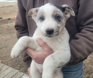 Australian Cattle Dog-Hangin Tree Cowdog Mix Puppy for sale in FLORISSANT, CO, USA
