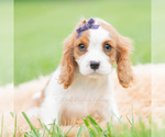 Small #3 Cavalier King Charles Spaniel