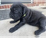 Small #3 Cane Corso