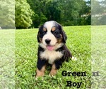 Puppy Green Boy Bernese Mountain Dog