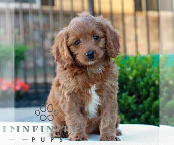 Medium Photo #1 Cavapoo (Miniature) Puppy For Sale in LITITZ, PA, USA