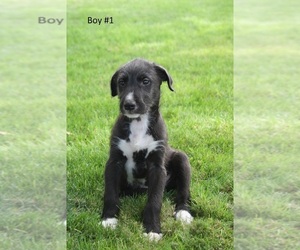 Greyhound-Irish Wolfhound Mix Puppy for sale in CONNELL, WA, USA