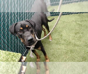 Doberman Pinscher-Unknown Mix Dogs for adoption in Downey, CA, USA
