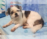 Small #3 Shih Tzu