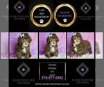 Small #6 Poodle (Miniature)