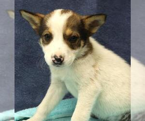 Mutt Dogs for adoption in Thief River Falls, MN, USA