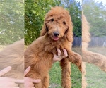 Small Photo #2 Goldendoodle Puppy For Sale in CORNING, CA, USA