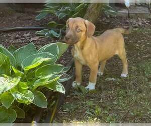 Labmaraner Dogs for adoption in Mechanicsburg, PA, USA