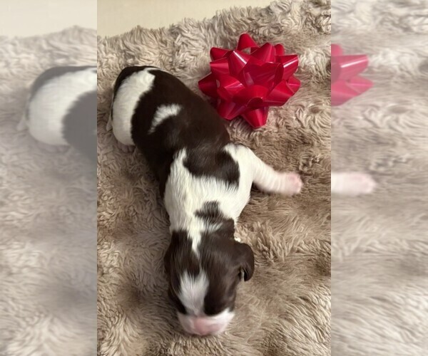 Medium Photo #2 English Springer Spaniel Puppy For Sale in TUALATIN, OR, USA