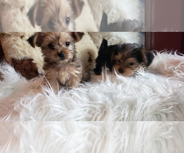 Medium Photo #50 Shorkie Tzu Puppy For Sale in NEVADA, TX, USA