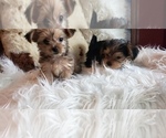 Small Photo #50 Shorkie Tzu Puppy For Sale in NEVADA, TX, USA