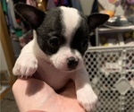 Small Photo #1 Chihuahua Puppy For Sale in SUGAR CREEK, MO, USA