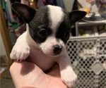 Puppy 4 Chihuahua