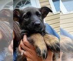 Small #3 German Shepherd Dog