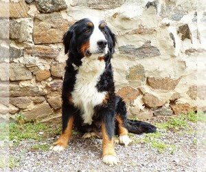 Mother of the Bernese Mountain Dog puppies born on 02/07/2024