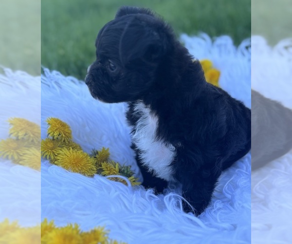 Medium Photo #12 Morkie Puppy For Sale in ROCK STREAM, NY, USA