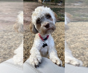 Havanese Dogs for adoption in ATHENS, GA, USA