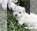 Small Photo #11 Maltipoo Puppy For Sale in AVE MARIA, FL, USA