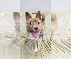 Australian Kelpie-Unknown Mix Dogs for adoption in Rockaway, NJ, USA