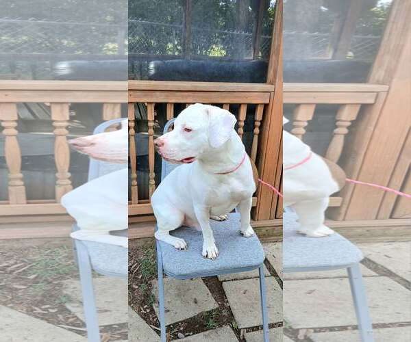 Medium Photo #2 Mutt Puppy For Sale in Martinsburg, WV, USA