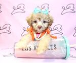 Small Photo #2 Maltipoo Puppy For Sale in LAS VEGAS, NV, USA